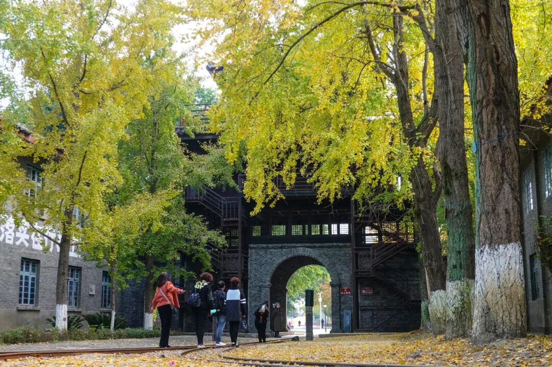 高坪区六合丝绸博览园、叶黄、银杏、梧桐 (23).jpg