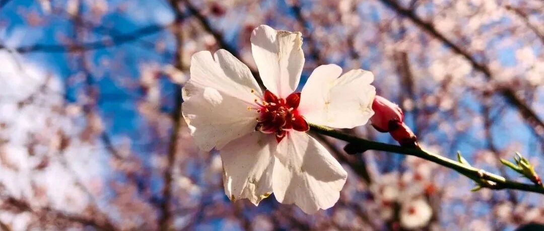 约你3.15共赏林芝桃花，8天行程交好运，讨一个2022年的好彩头！