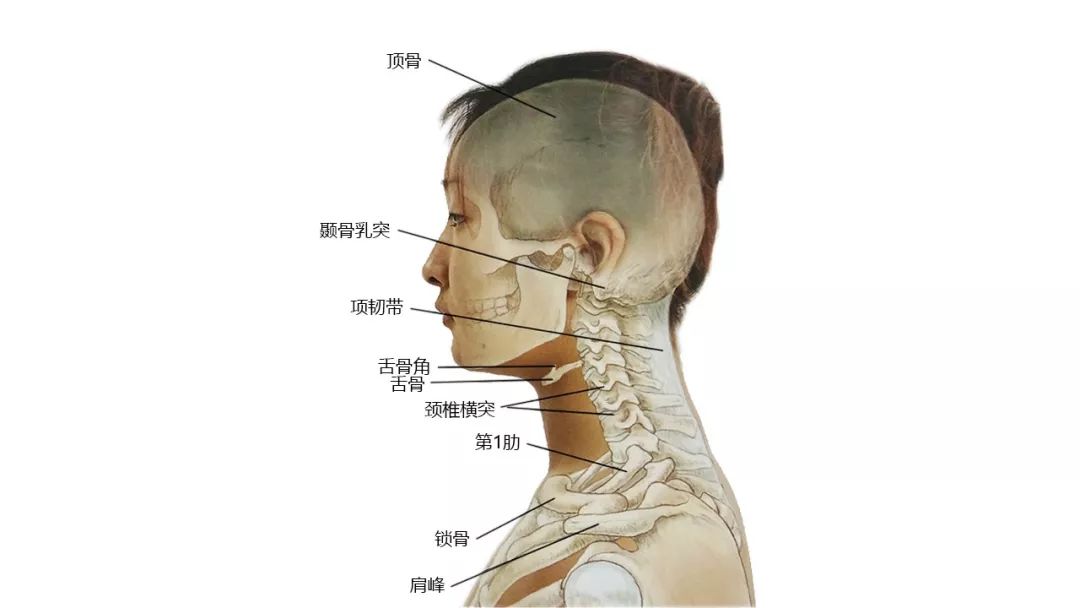 超全 27張頭 面 頸部高清解剖圖 珍藏 醫學生 微文庫