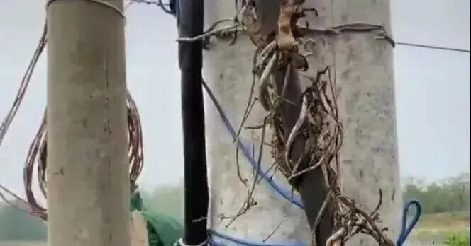 身为电工，你能看出他偷电了吗？的图3