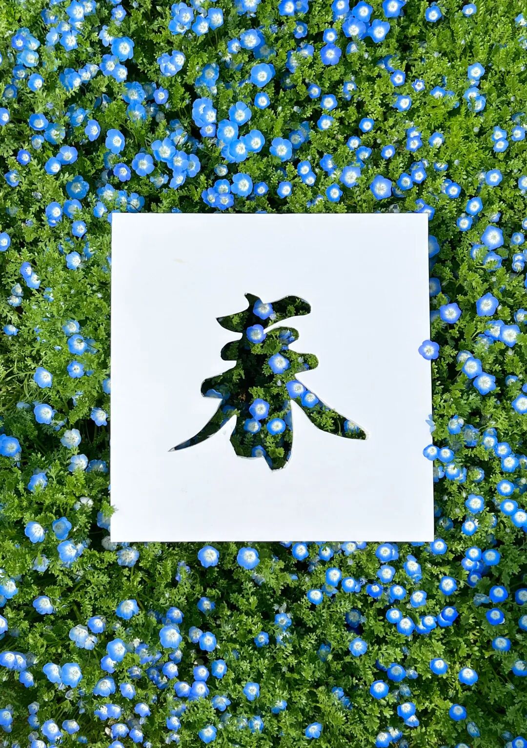 红叶李是常绿还是落叶_落叶红什么意思_落叶红是什么