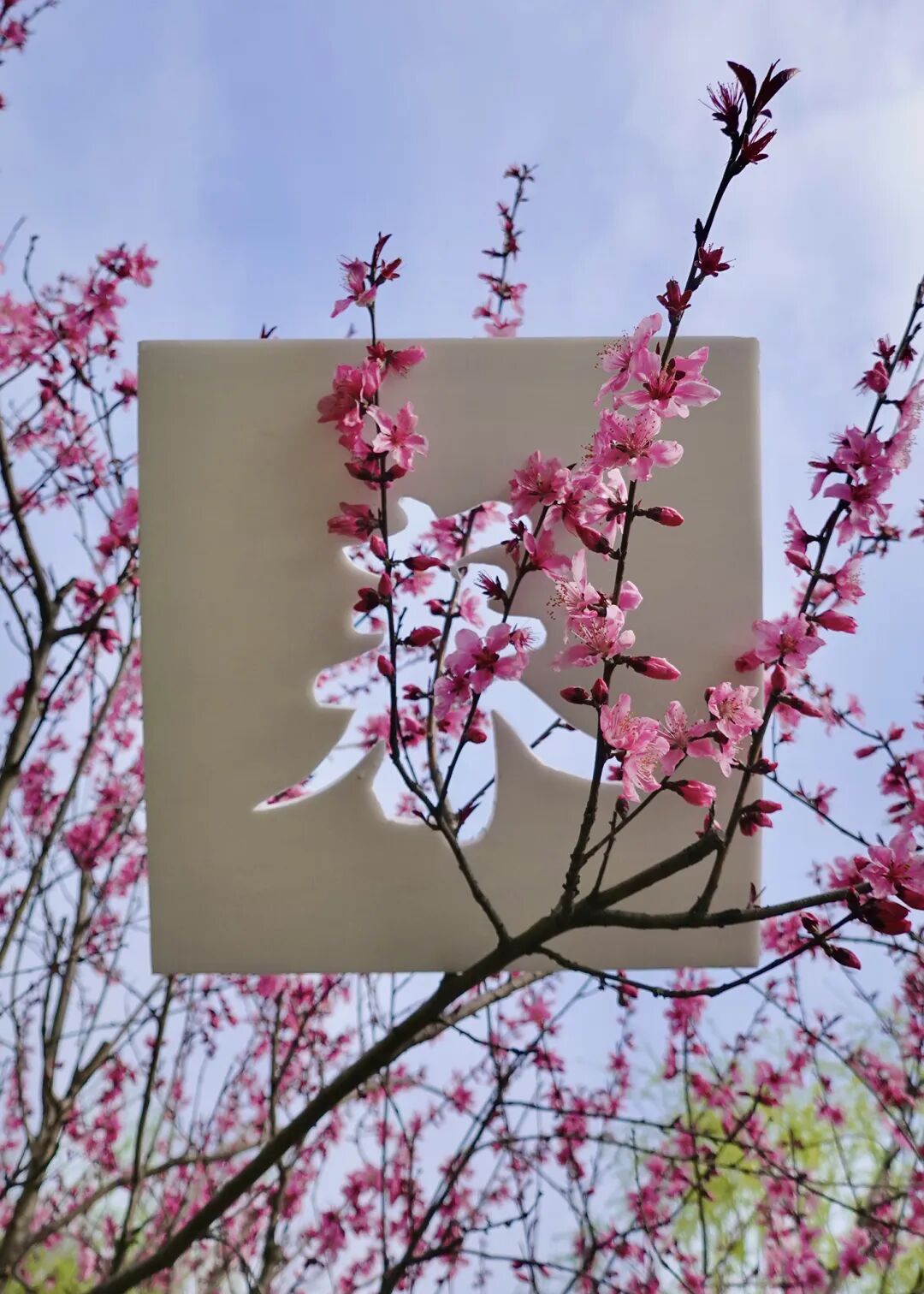 落叶红什么意思_落叶红是什么_红叶李是常绿还是落叶