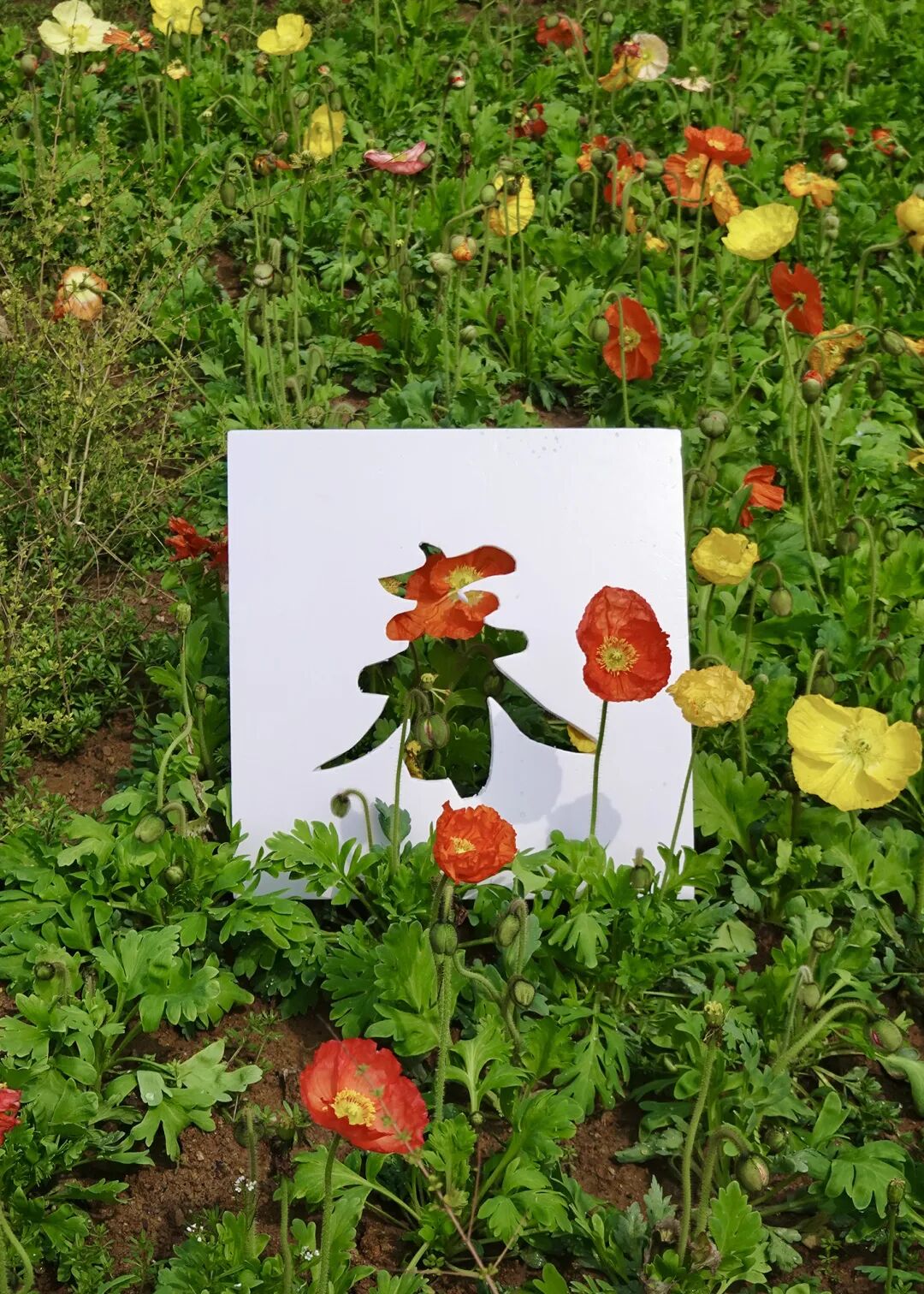 落叶红什么意思_红叶李是常绿还是落叶_落叶红是什么