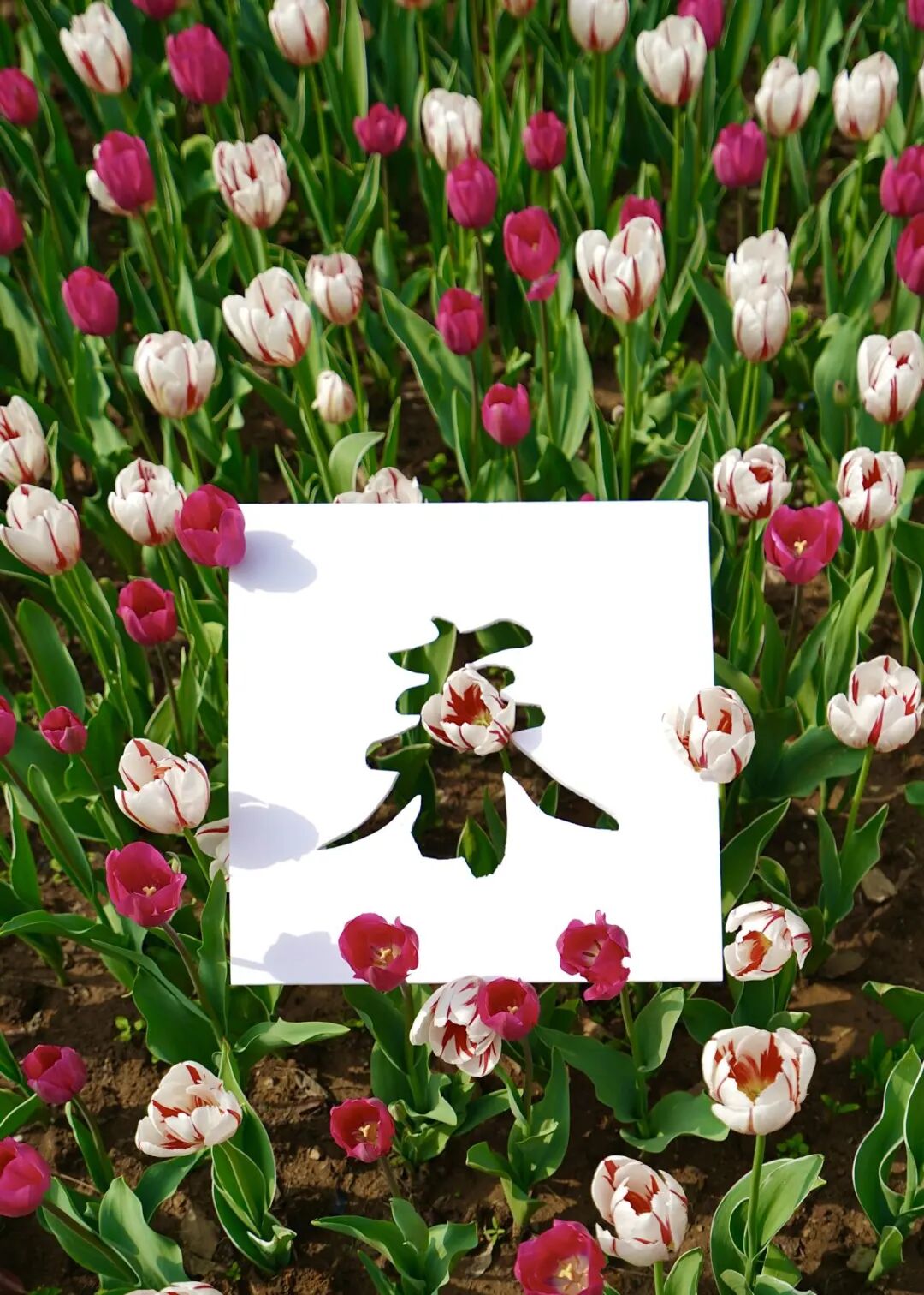 落叶红是什么_红叶李是常绿还是落叶_落叶红什么意思