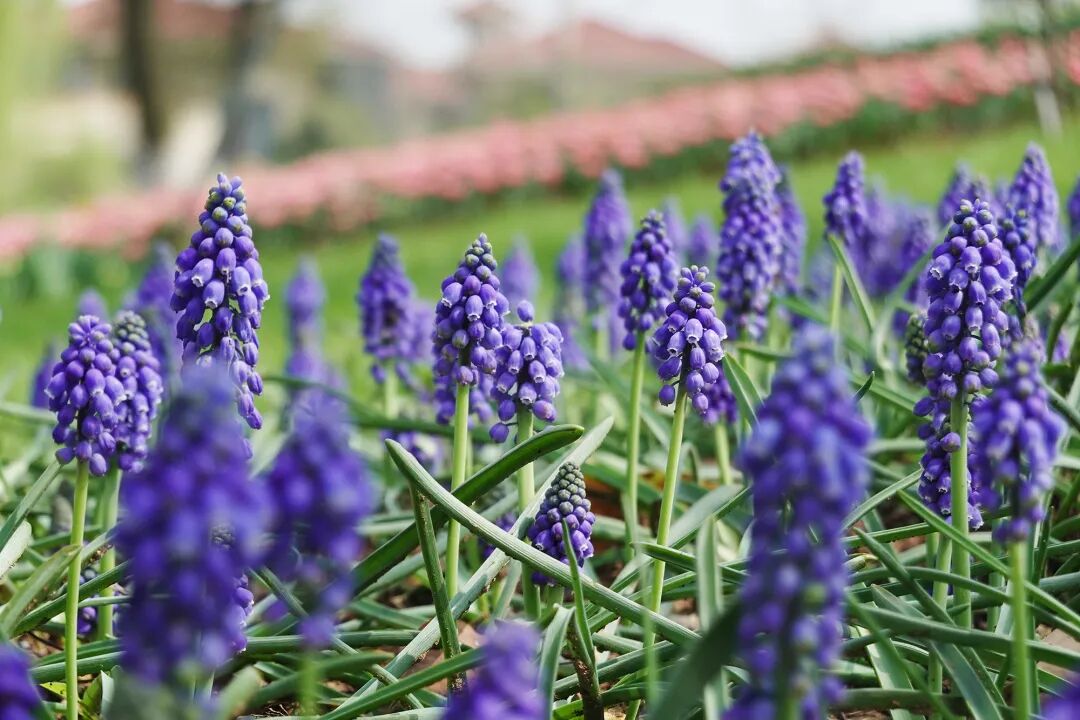 落叶红什么意思_红叶李是常绿还是落叶_落叶红是什么