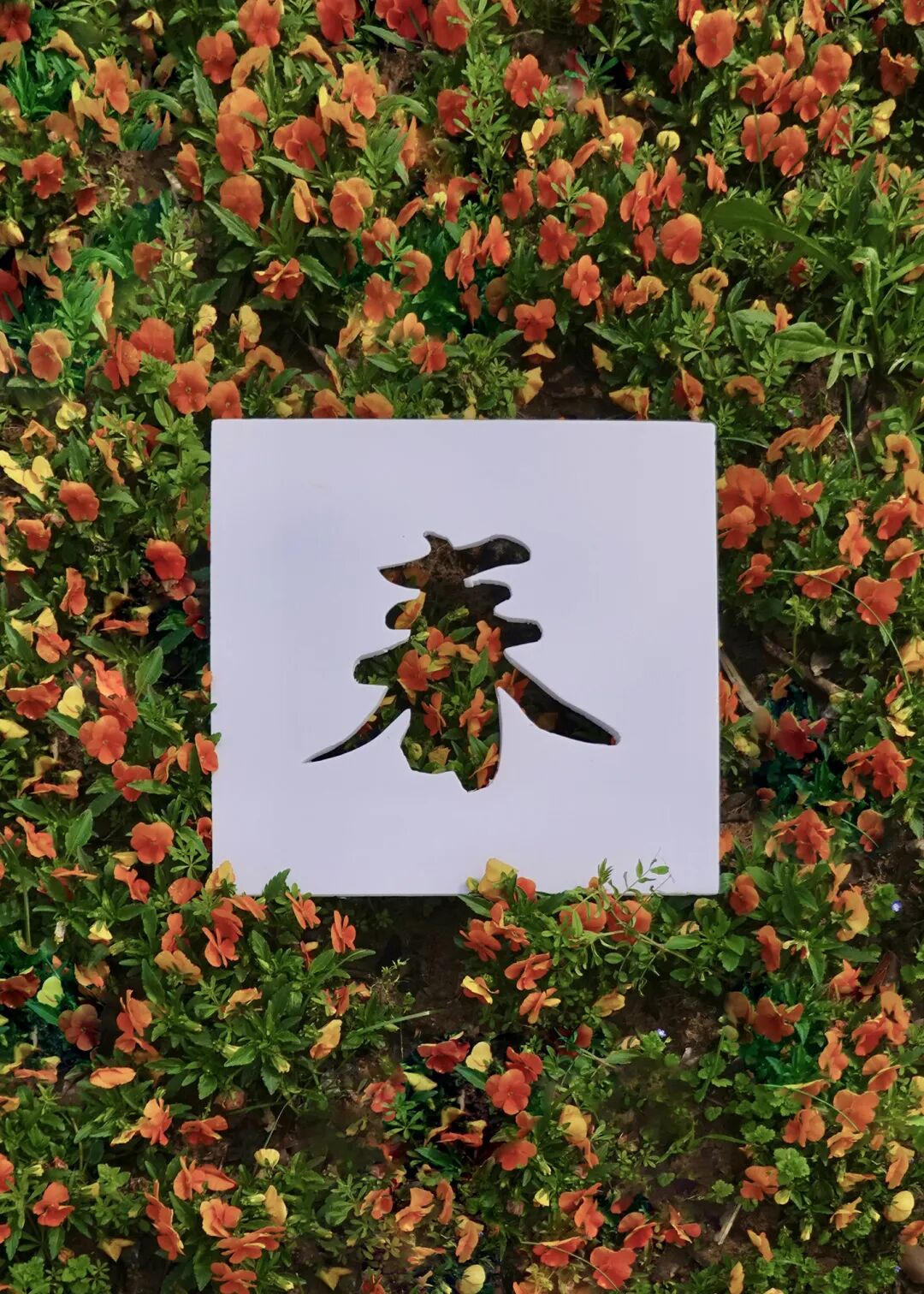 红叶李是常绿还是落叶_落叶红什么意思_落叶红是什么