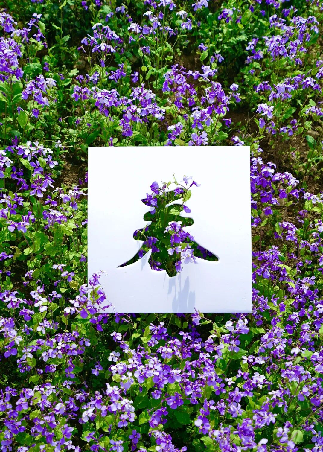 落叶红是什么_红叶李是常绿还是落叶_落叶红什么意思