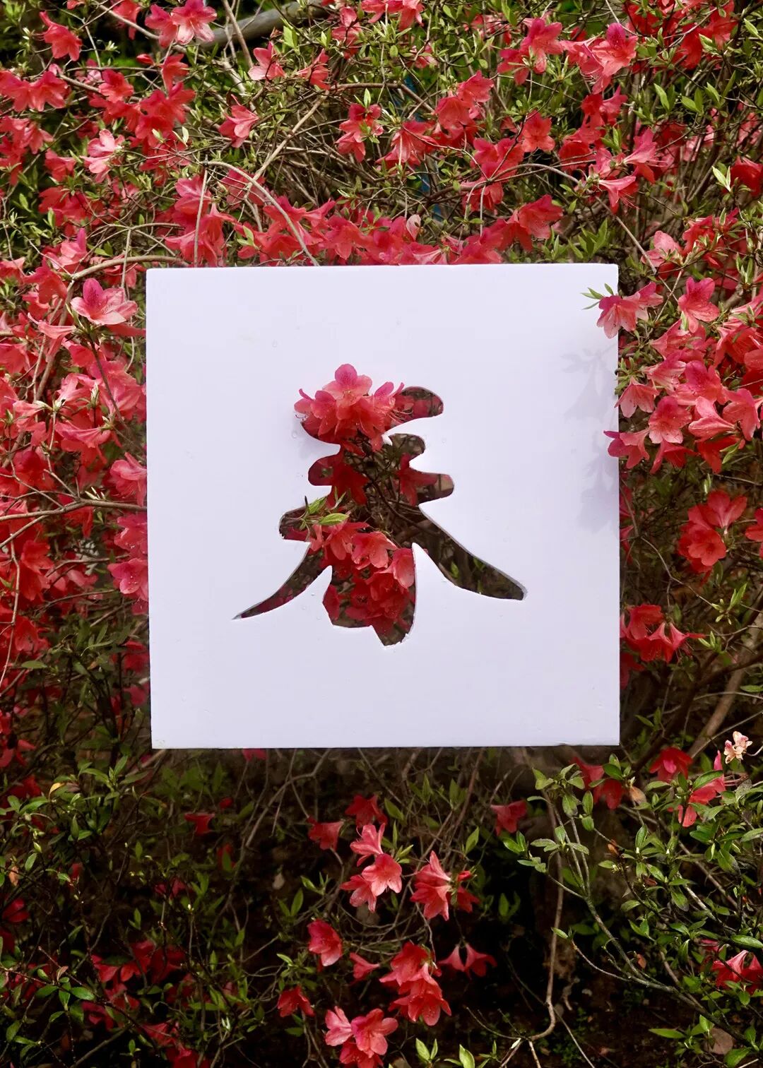 落叶红是什么_红叶李是常绿还是落叶_落叶红什么意思