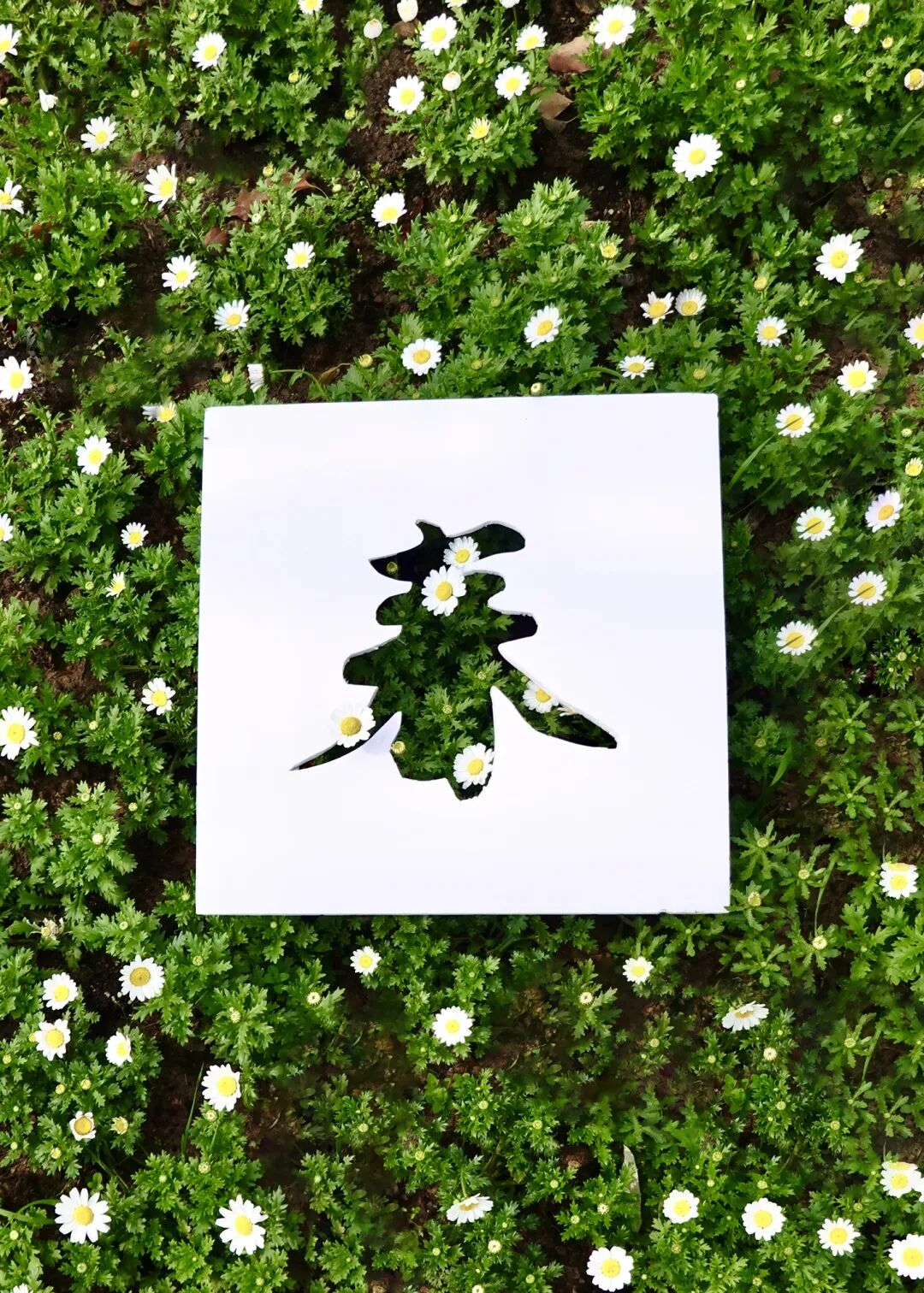 红叶李是常绿还是落叶_落叶红什么意思_落叶红是什么