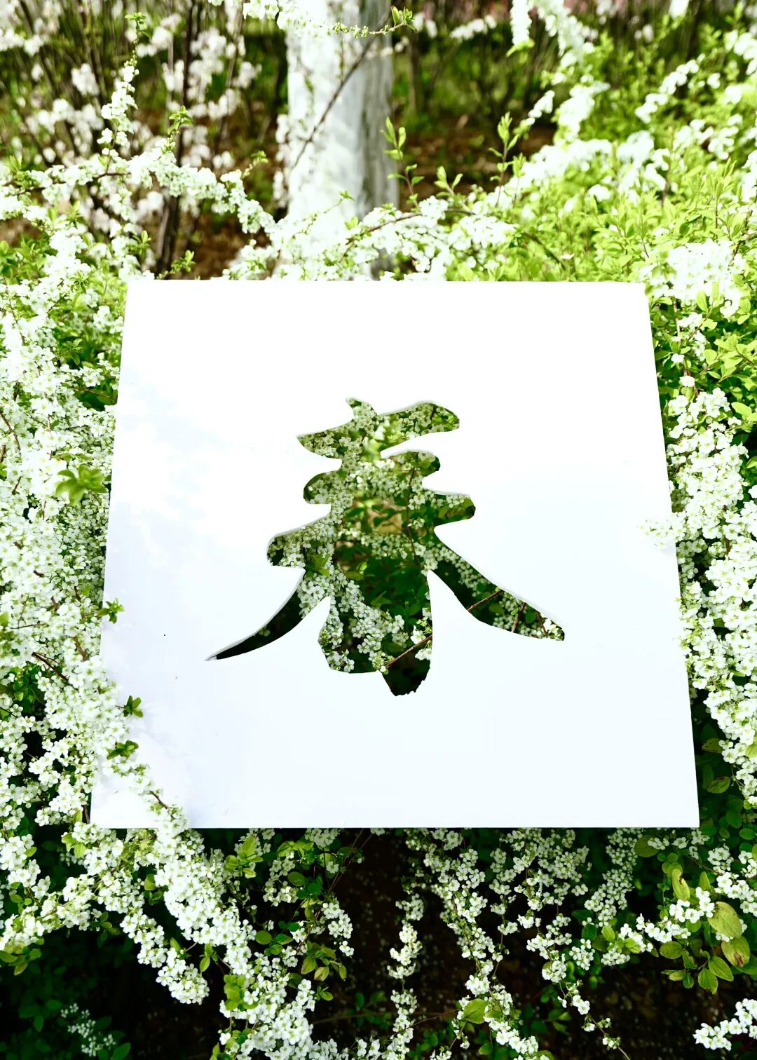 落叶红什么意思_红叶李是常绿还是落叶_落叶红是什么