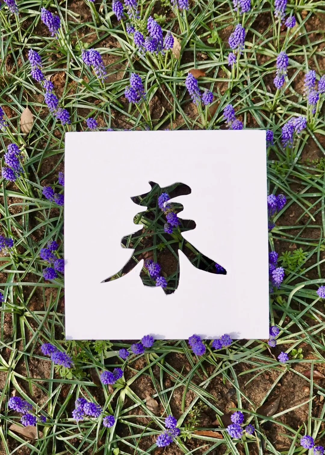 落叶红什么意思_红叶李是常绿还是落叶_落叶红是什么