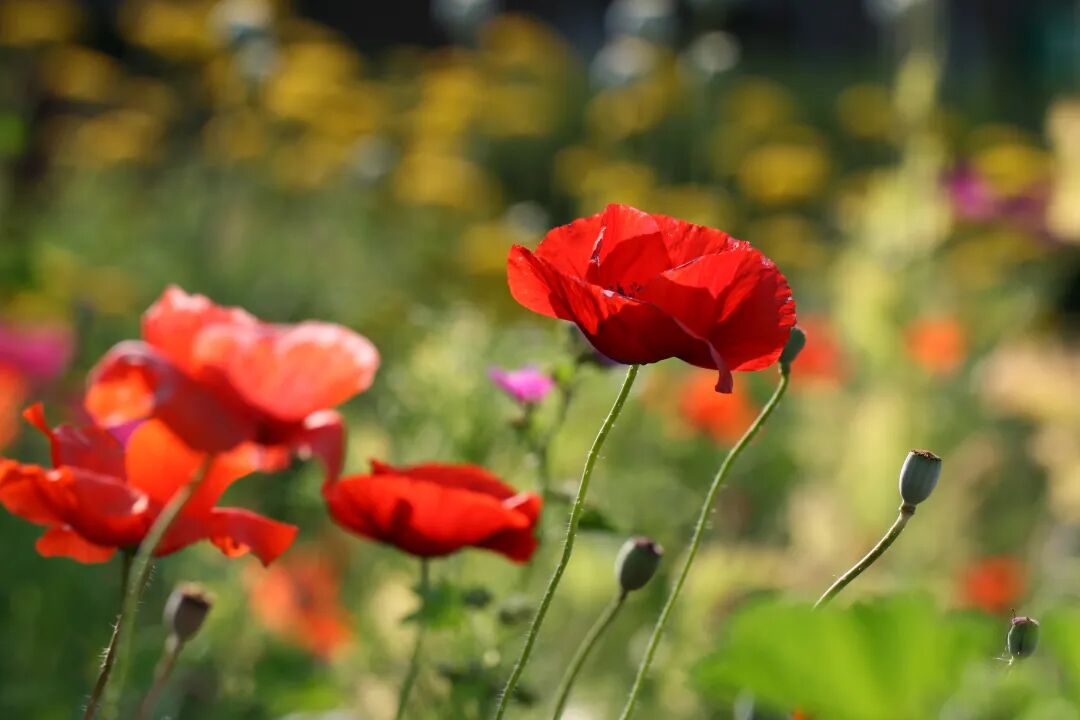 红叶李是常绿还是落叶_落叶红是什么_落叶红什么意思