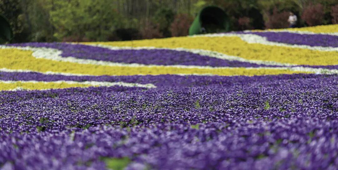 红叶李是常绿还是落叶_落叶红是什么_落叶红什么意思