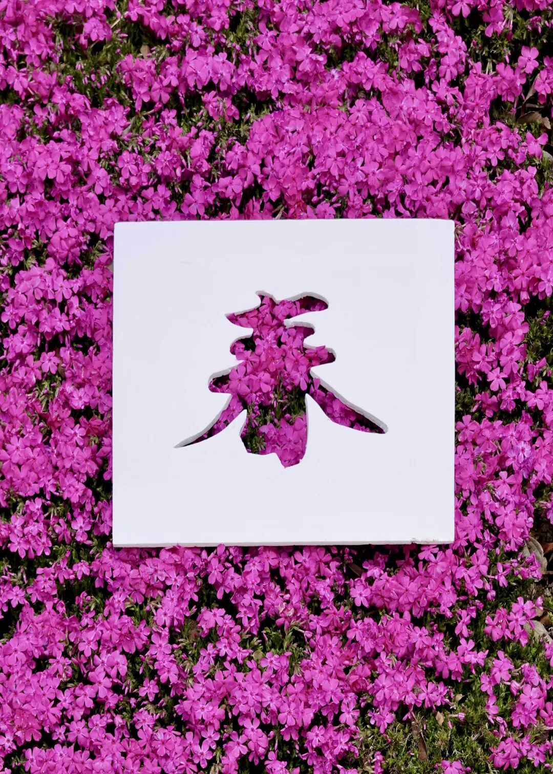 落叶红什么意思_红叶李是常绿还是落叶_落叶红是什么