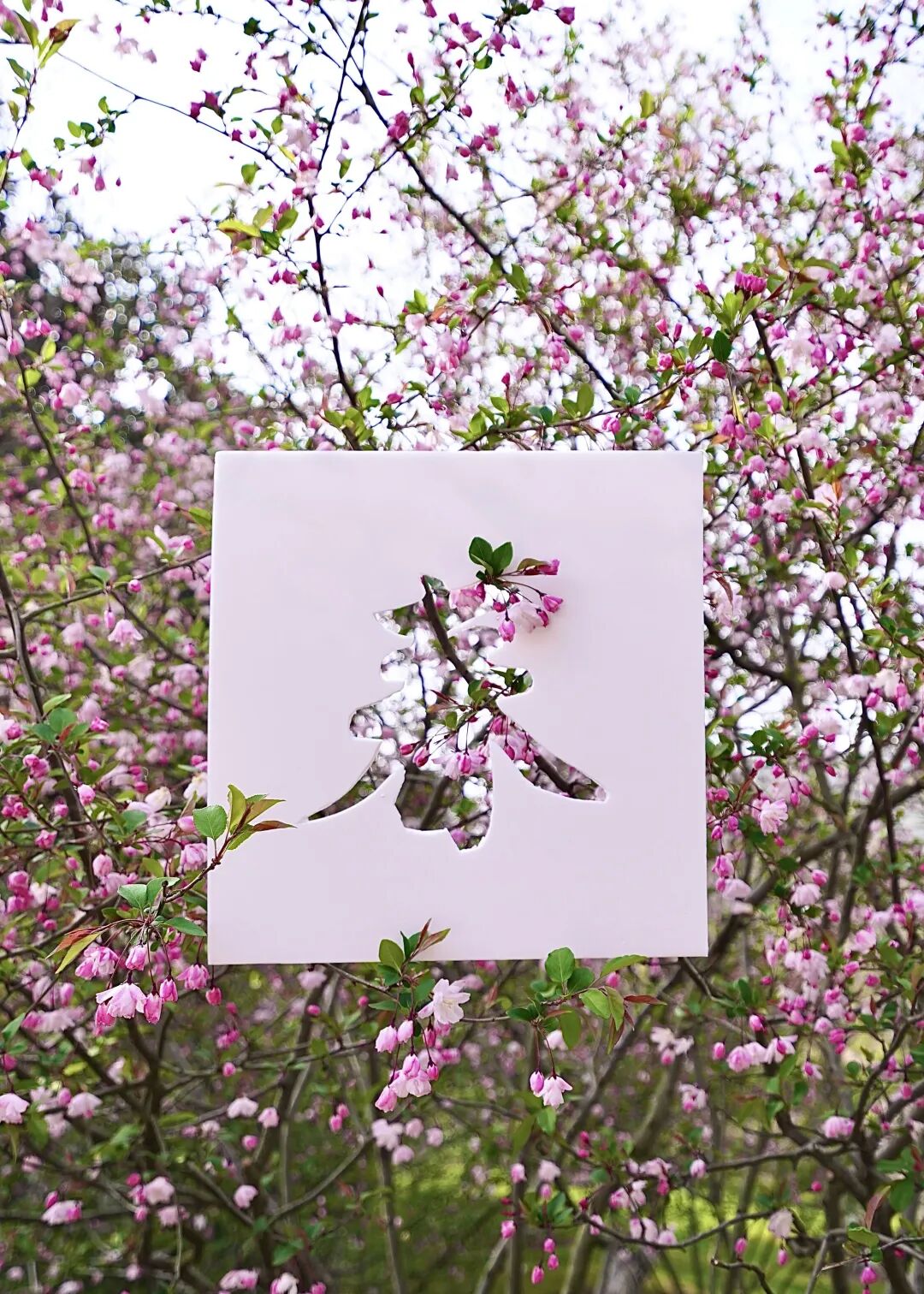 红叶李是常绿还是落叶_落叶红是什么_落叶红什么意思