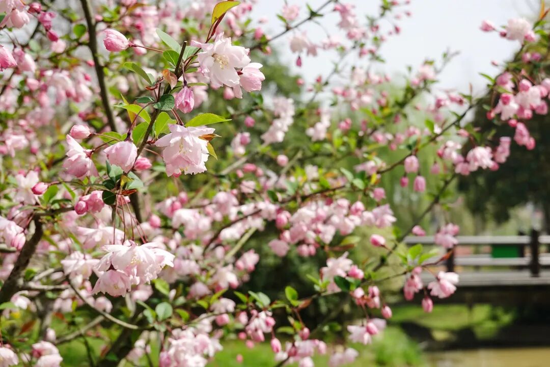 落叶红是什么_红叶李是常绿还是落叶_落叶红什么意思