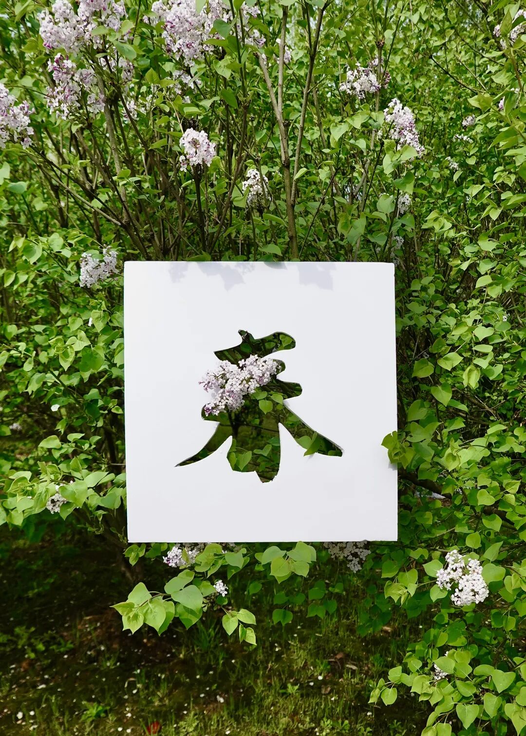 落叶红是什么_红叶李是常绿还是落叶_落叶红什么意思