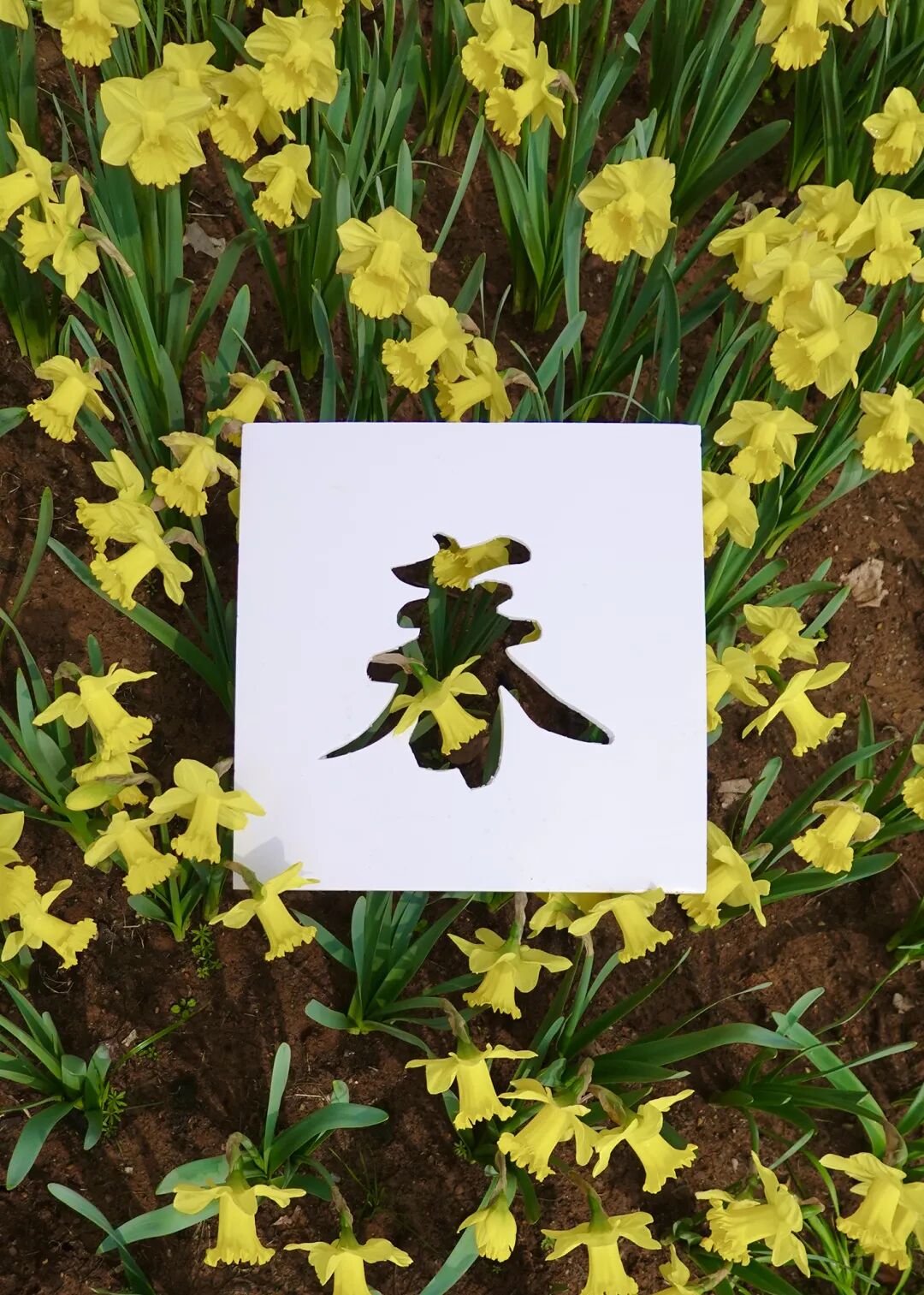 落叶红什么意思_落叶红是什么_红叶李是常绿还是落叶