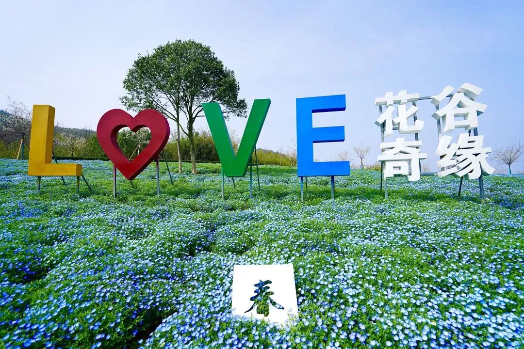 红叶李是常绿还是落叶_落叶红是什么_落叶红什么意思