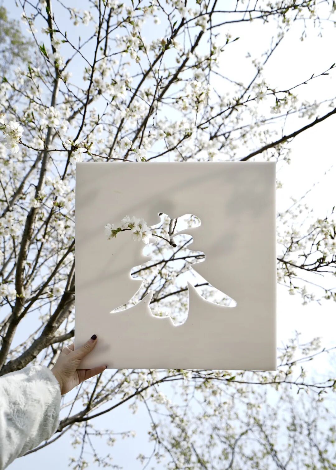 红叶李是常绿还是落叶_落叶红是什么_落叶红什么意思