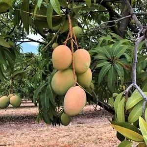 澳大利亚达尔文芒果产量创下纪录