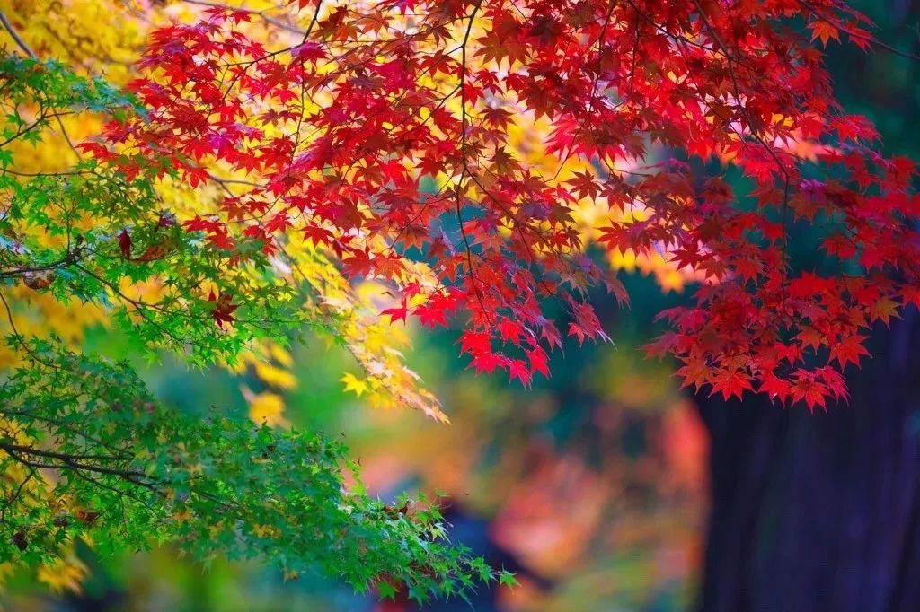 赏枫 属于日本秋天的仪式感 一力国旅 微信公众号文章阅读 Wemp