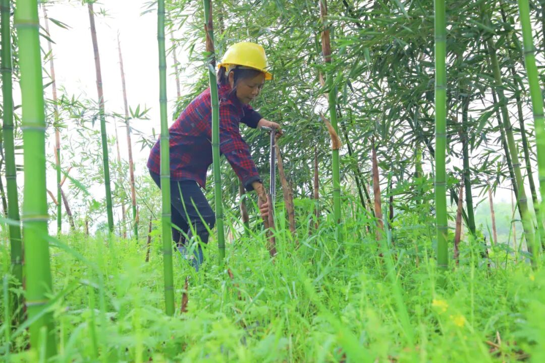 笋种植大户,对新桥村的荒地进行综合开发利用,连片发展400多亩雷竹林