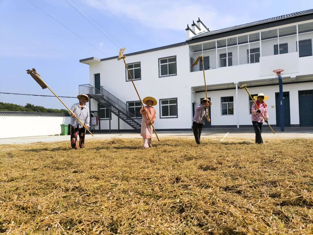 乡村振兴湖口流芳乡金豆满田园致富新丰景