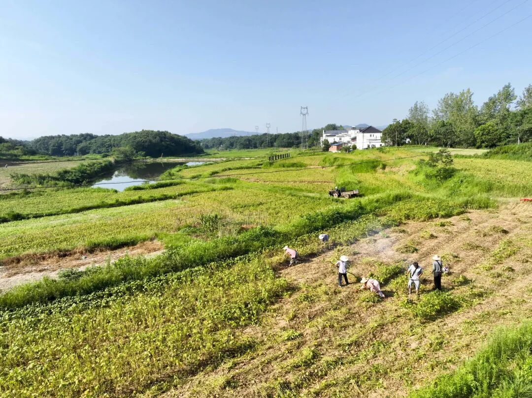 乡村振兴湖口流芳乡金豆满田园致富新丰景