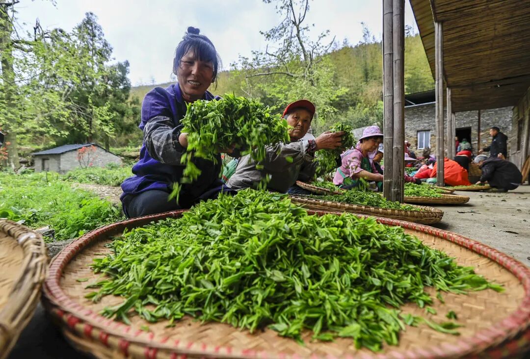 湖口武山镇茶园春色浓采摘正当时