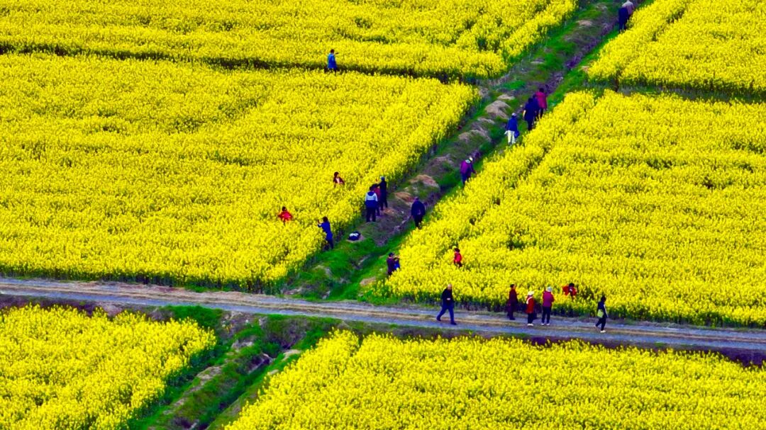 繁花向东到武山湖口县第七届油菜花节开幕
