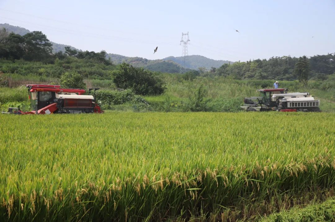 再生稻收割进入高峰期 高标准农田助粮食增产丰收