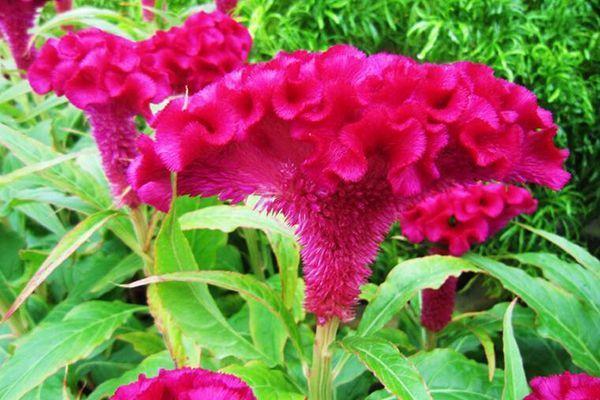 钟祥常见的50种野花野草 您嘎能认出几种 松树林频道 微信公众号文章阅读 Wemp