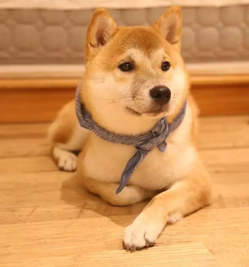 风和日丽的一天,豆包带着起床气   狗子: "好委屈  就是想吸猫怎么了