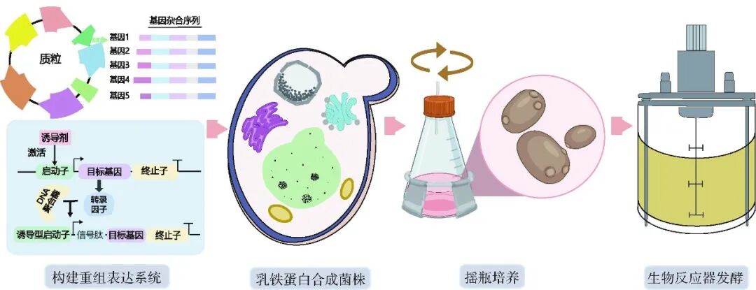 乳铁蛋白微生物合成途径