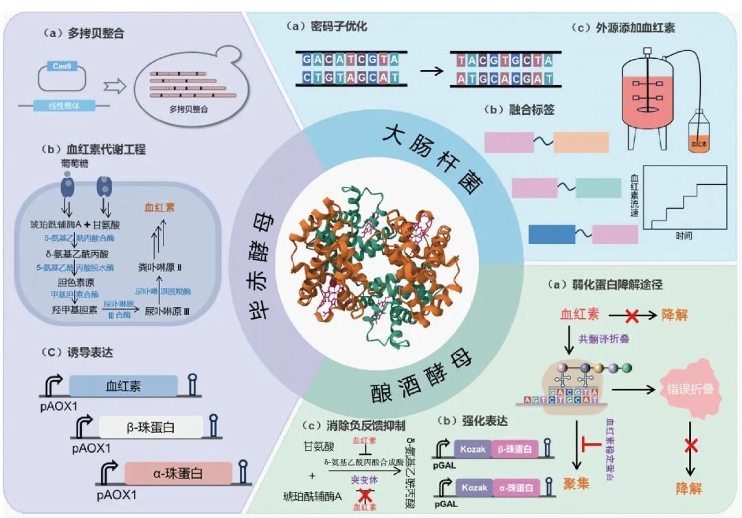 基于合成生物学的血红蛋白细胞工厂调控策略