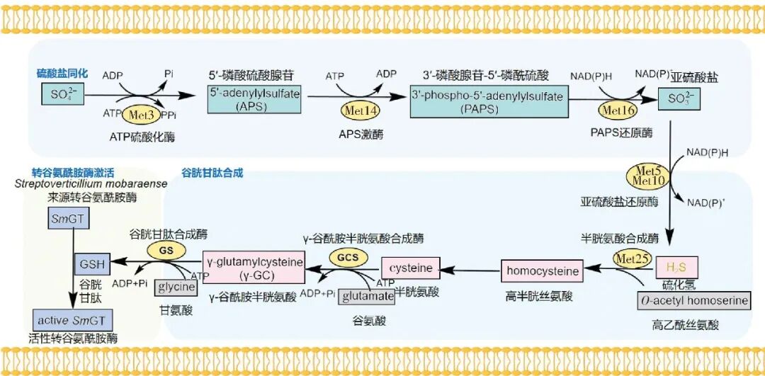 以酿酒酵母为宿主合成活性TGase的代谢过程