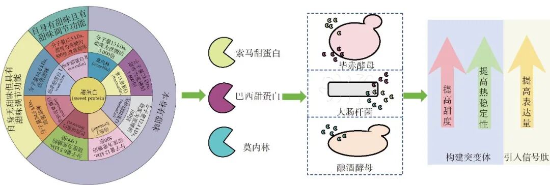 3种甜蛋白生物合成的细胞工厂构建及其改造策略