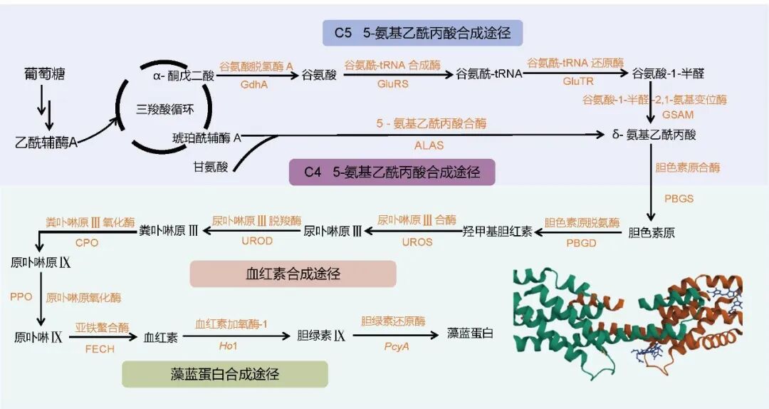 藻蓝蛋白生物合成途径