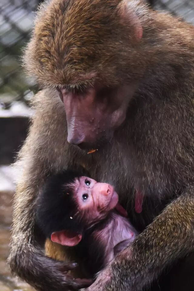 母狒狒对自己的第二胎宝宝照顾得特别的周到