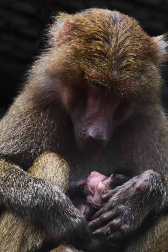 据悉,由于是第二次生产,母狒狒有着丰富带仔经验,对自己的第二胎宝宝