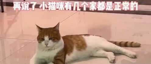 流浪橘猫绿了五个小姐姐后被噶蛋！