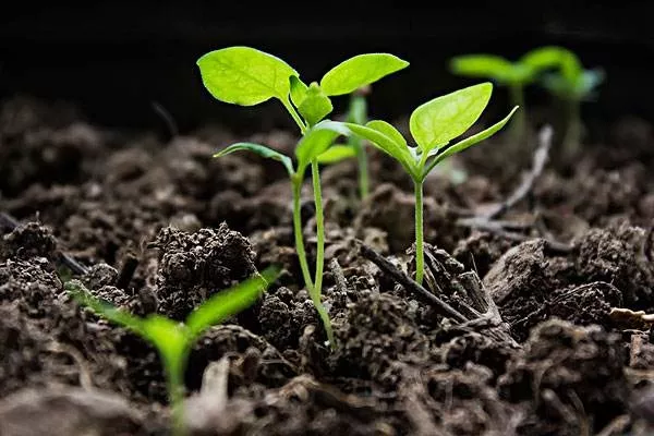 世界防治荒漠化和干旱日 佳净洁为绿色生态出一份力 世界防治荒漠化和干旱日 佳净洁为绿色生态出一份力