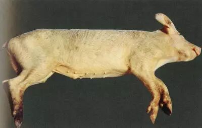 俄罗斯发生钩端螺旋体病