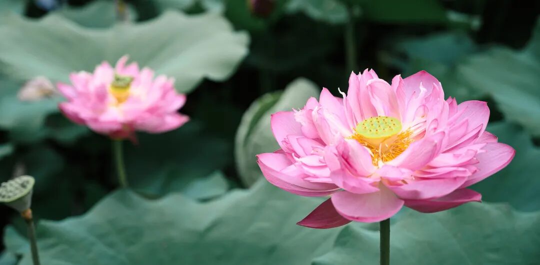 广西大学研究生管理系统官网_广西大学研究生管理_广西大学研究生管理系统