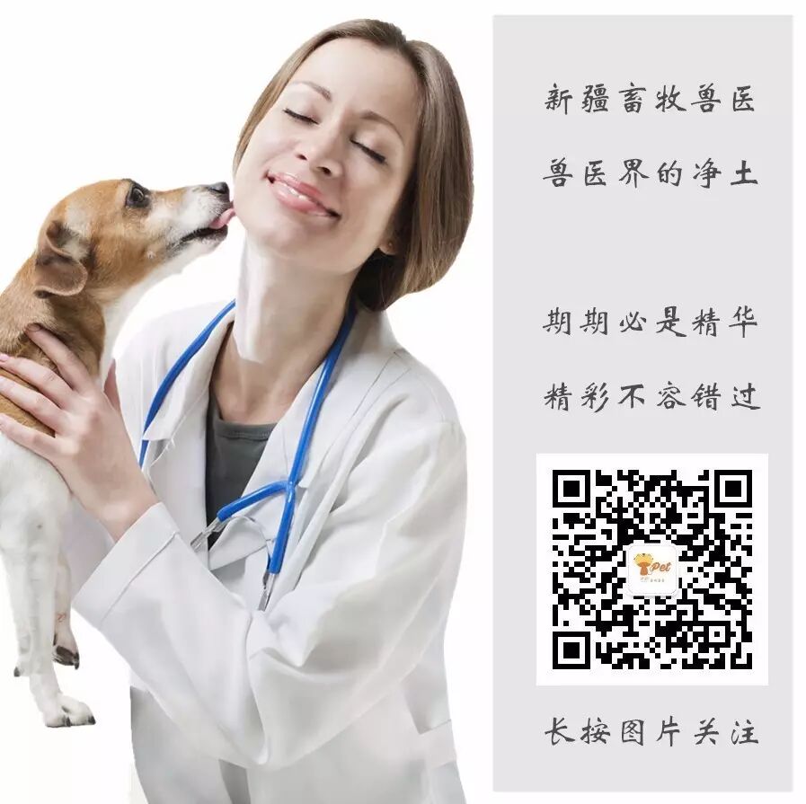动物拍片腹部怎么摆如何为犬猫拍摄一张摆位完美的X线片_https://www.jmylbn.com_新闻资讯_第67张