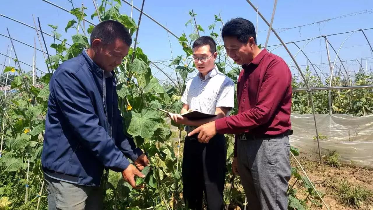 在石马村,网格员杨起(中)同大棚种植农民张德清(左)一起查看黄瓜长势.