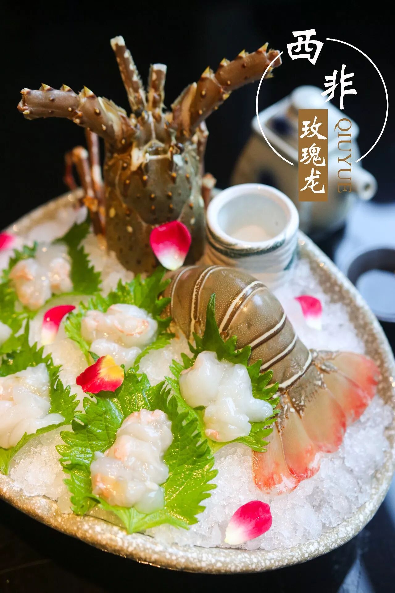 西非玫瑰龙可能大家很少听说,但这绝对是 比澳洲小青龙更牛逼的神物