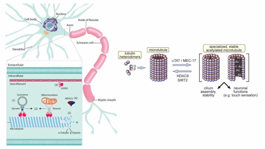 項目進(jìn)展 | 本草瑞生FIC創(chuàng  )新藥ricolinostat IND獲CDE受理，推進(jìn)新適應癥CIPN中國開(kāi)發(fā)