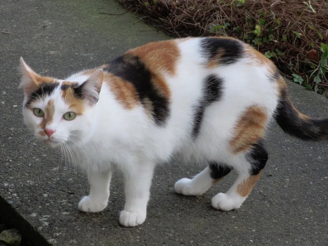 全网有一半三花猫确诊是彩狸?如何区分?